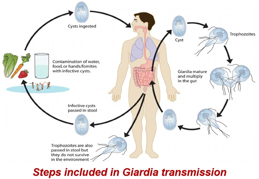giardia-transmission